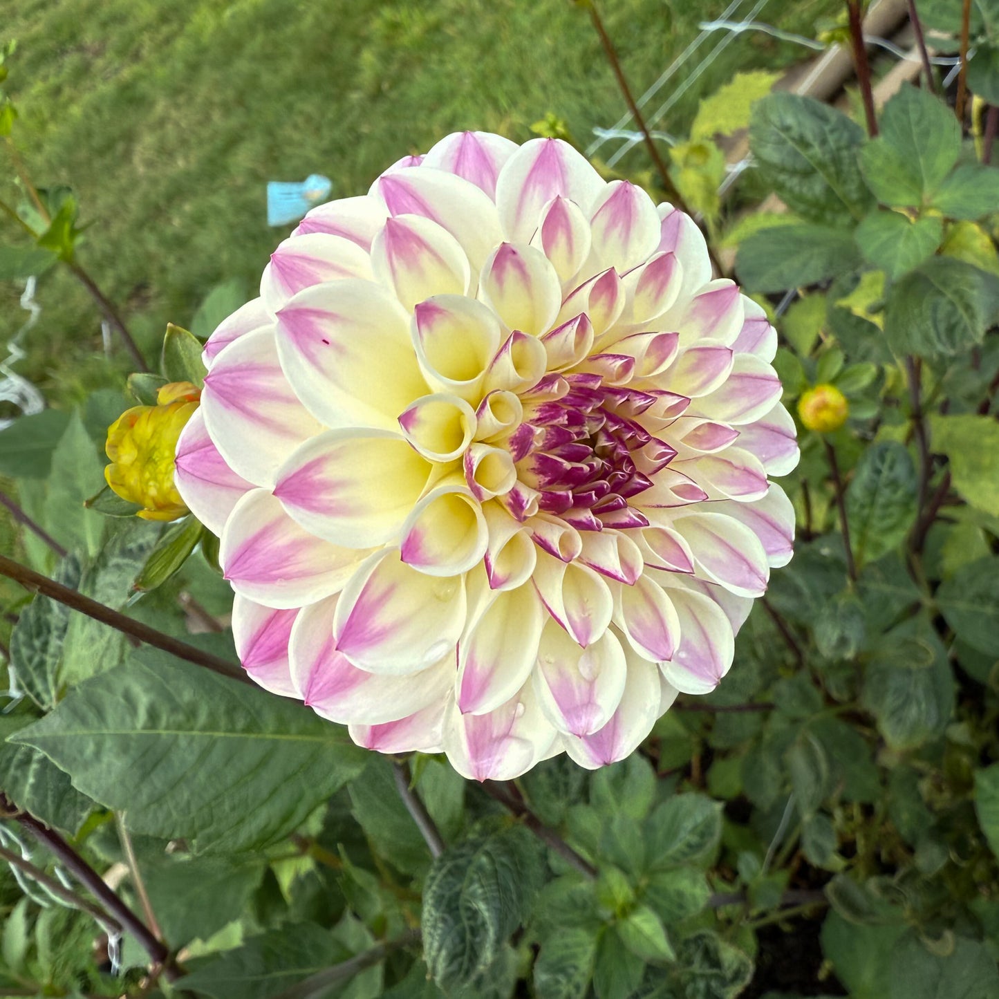 Dahlia CB Trevlove