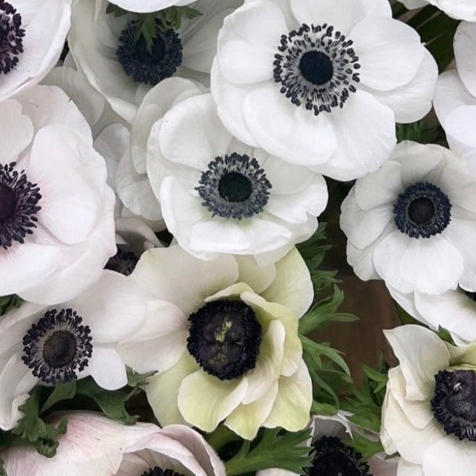 Caramel White Anemone Corms
