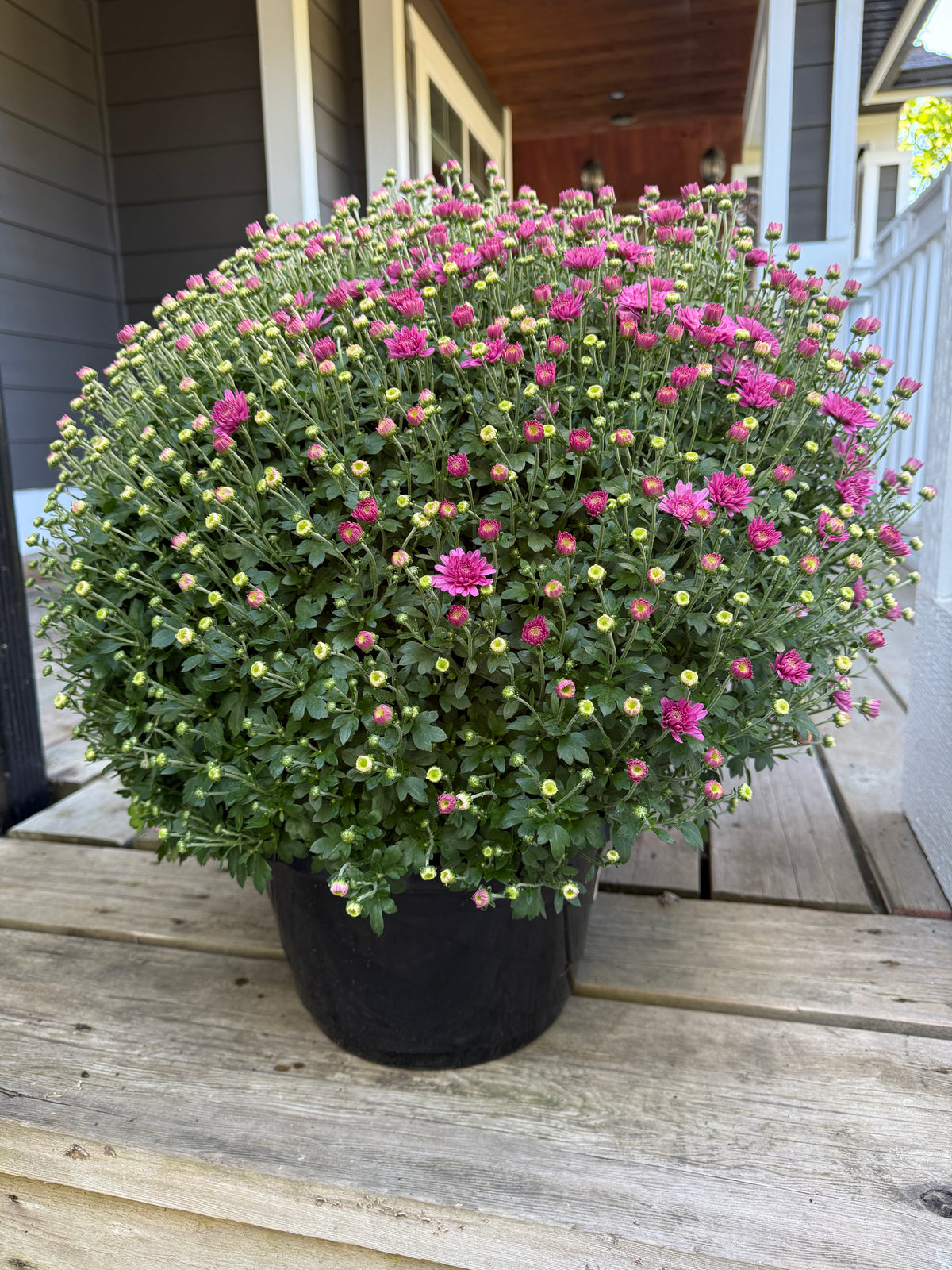Potted Mums