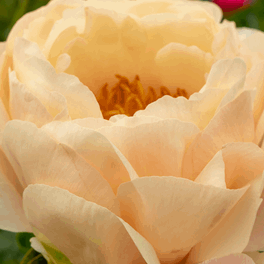 sweet valley flowers kings day peony salmon orange flower