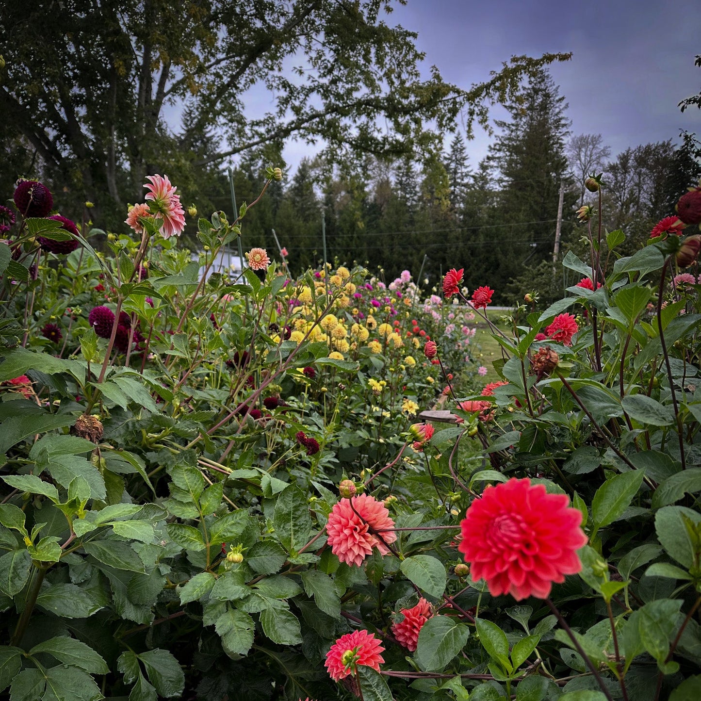 October 4th Fresh Floral Pumpkin Arrangement Workshop