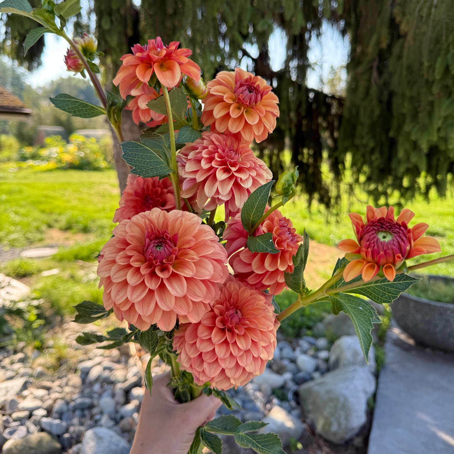 Sweet Valley Flowers KA's® Blood Orange Dahlia light orange flower with dark orange and raspberry centres langley bc