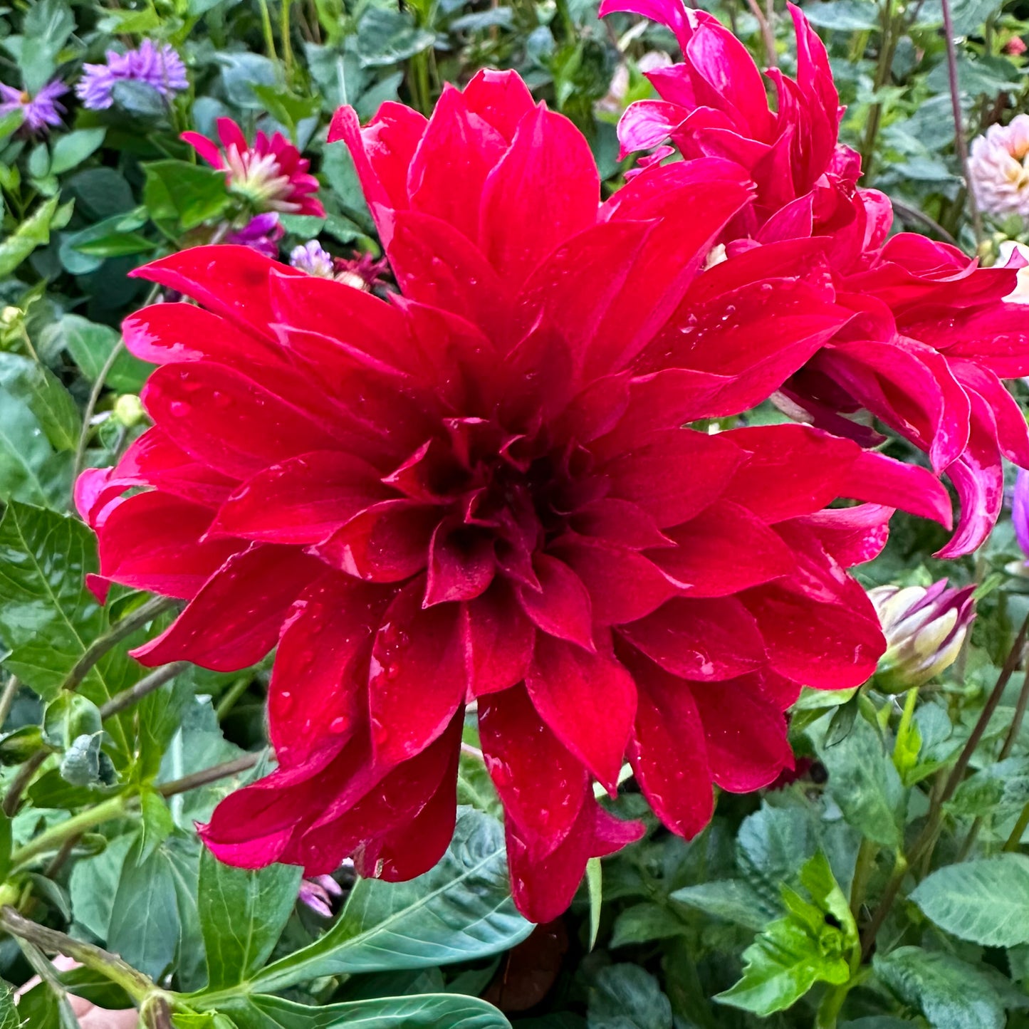 sweet valley flowers mingus plum dahlia deep red dahlia with long petals langley bc