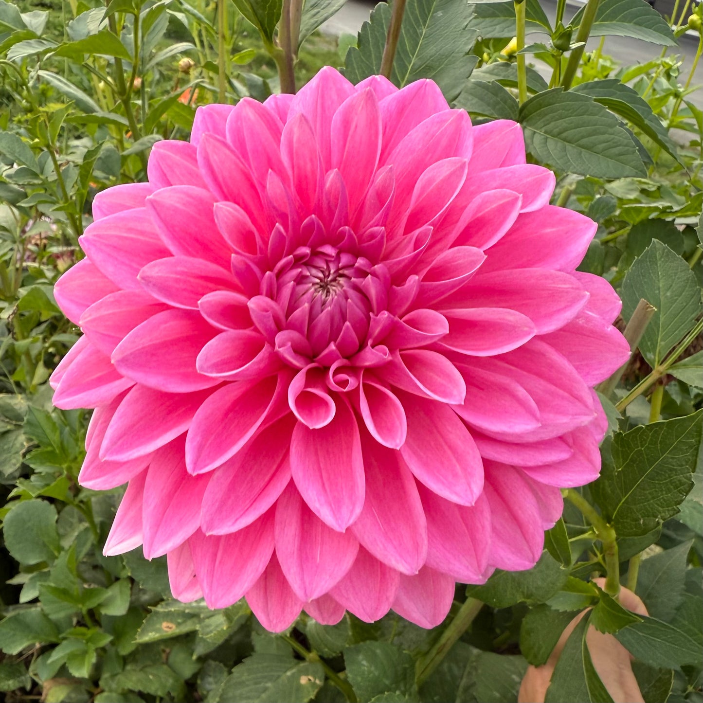Dahlia Bargaly Blush