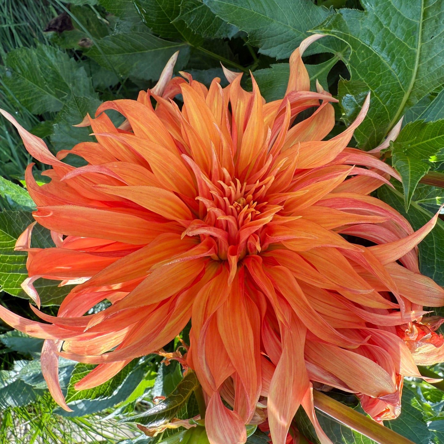 sweet valley flowers orange dahlia flower bloomquist jean langley bc