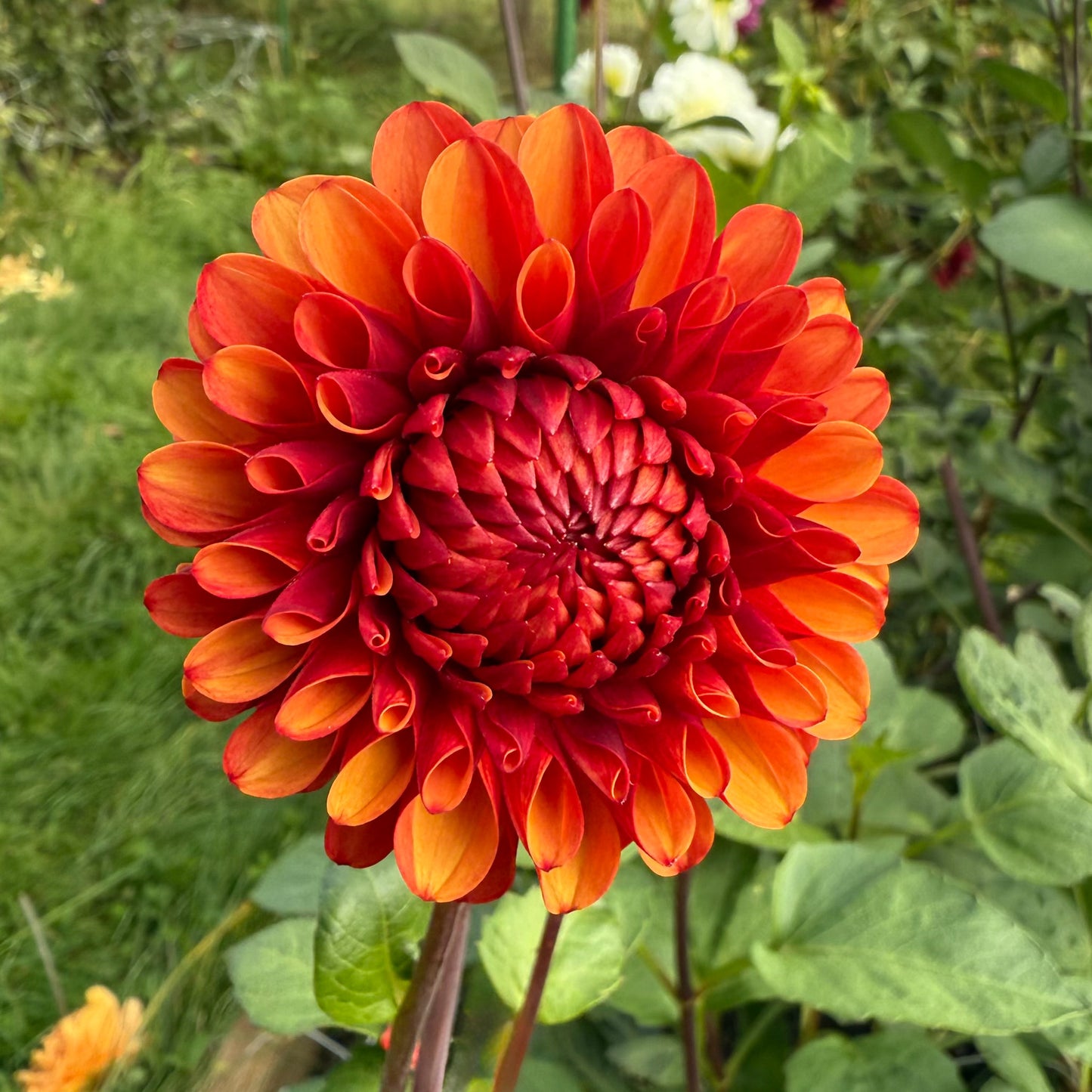 Sweet Valley Flowers Brown sugar dahlia deep orange and rust coloured flower langley bc