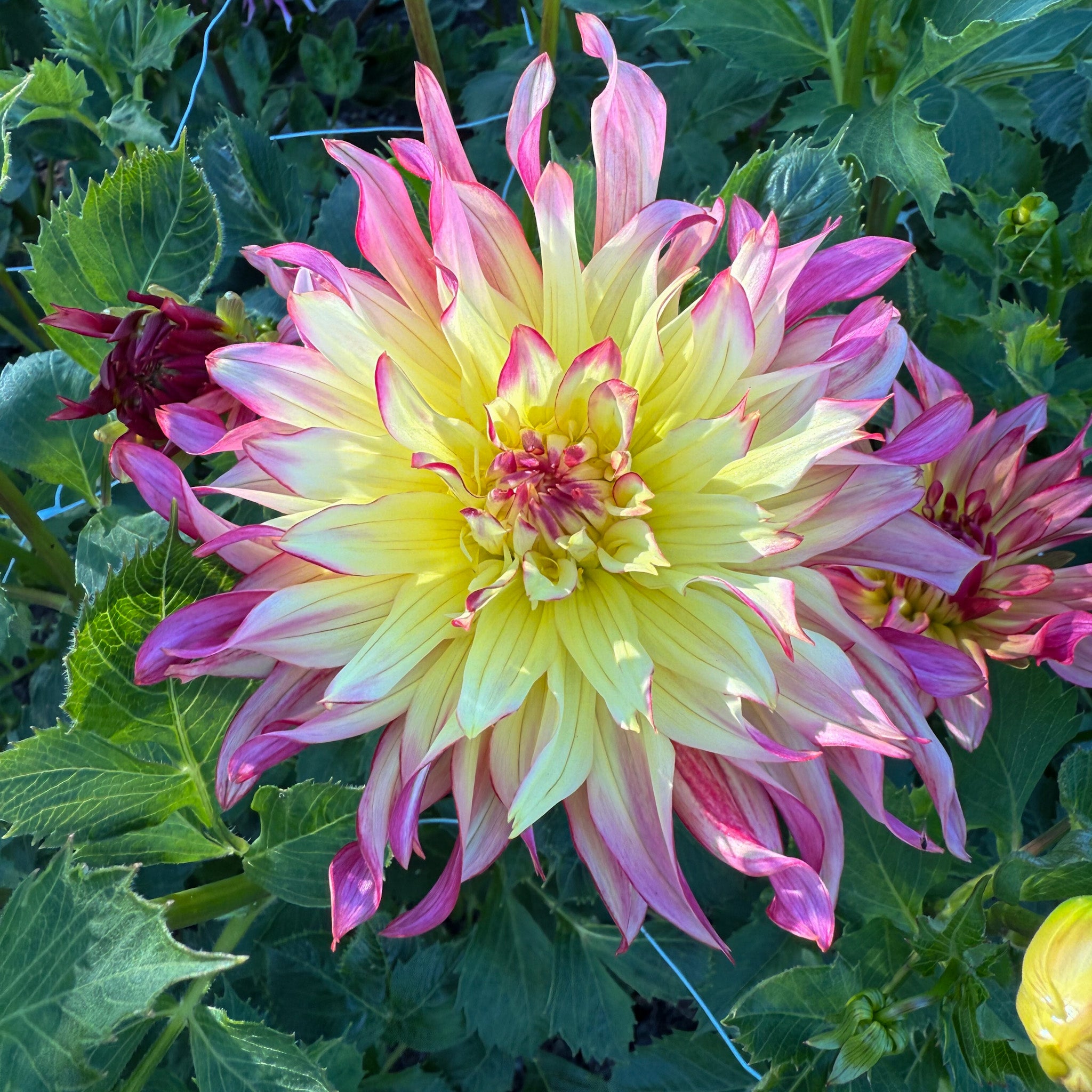 Dahlia Caproz Josephine – Sweet Valley Flowers