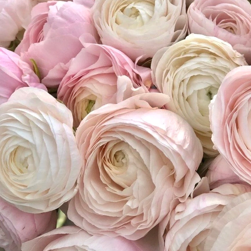 close up of chamallow ranunculus sweet valley flowers