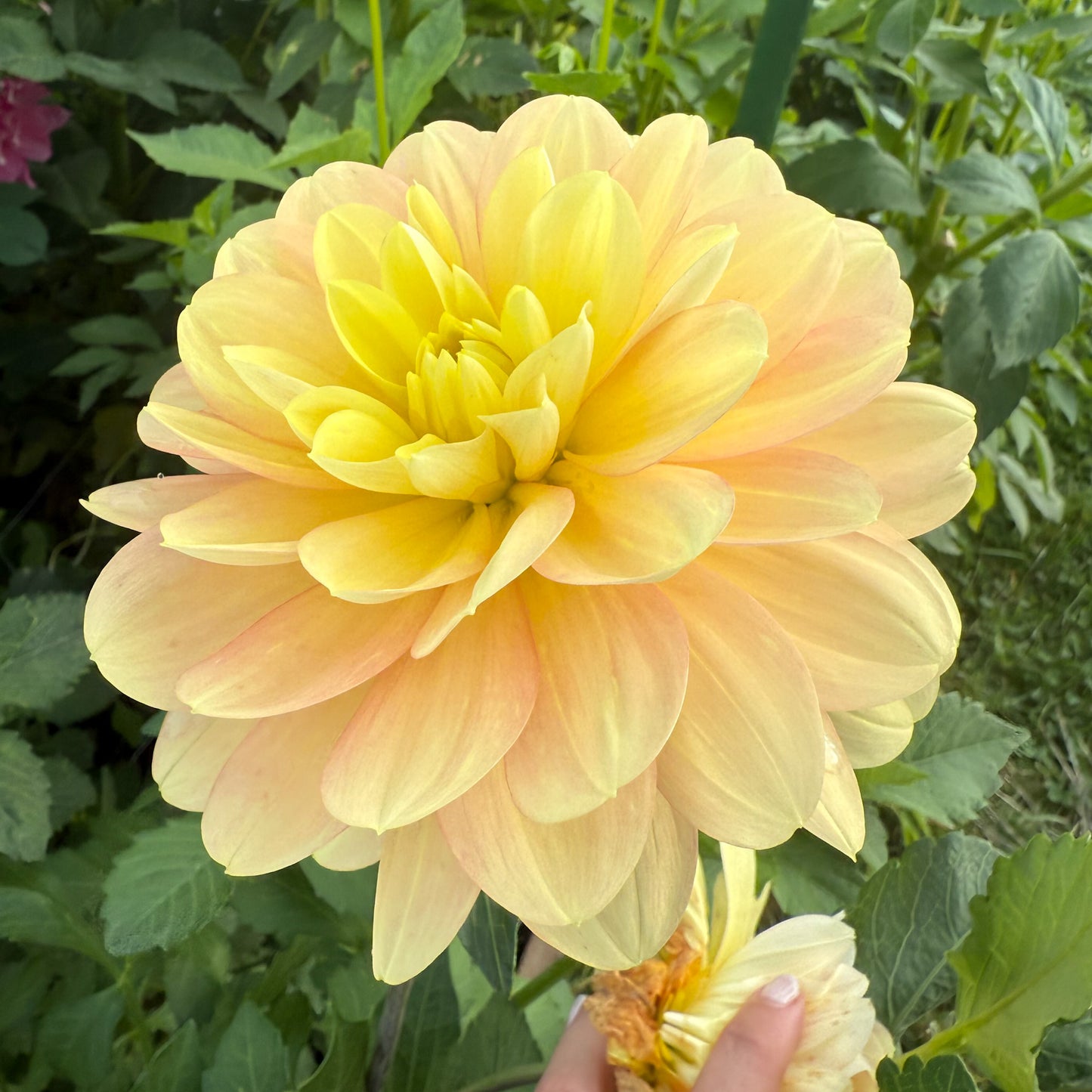 Dahlia Day Dreamer