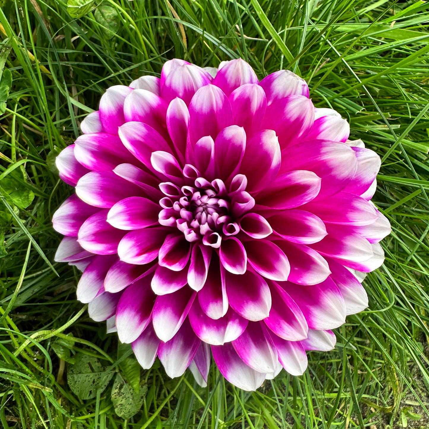 Dahlia Edinburgh