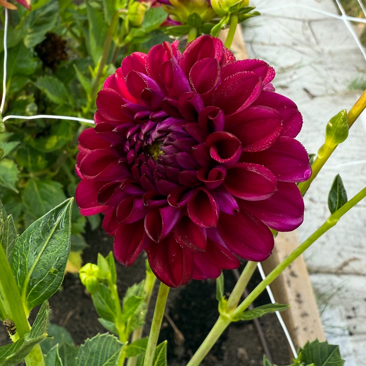 Sweet Valley Flowers Ferncliff Concord purple ball dahlia langley bc