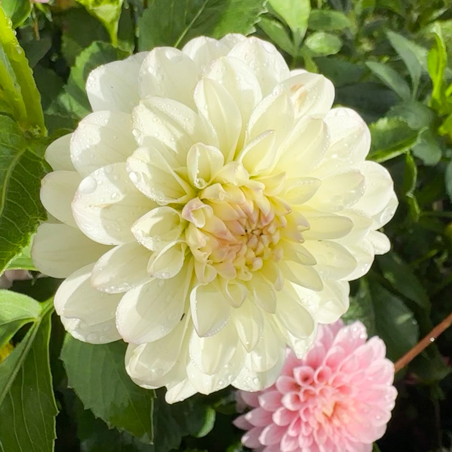 sweet valley flowers ferncliff crevass white dahlia tuber