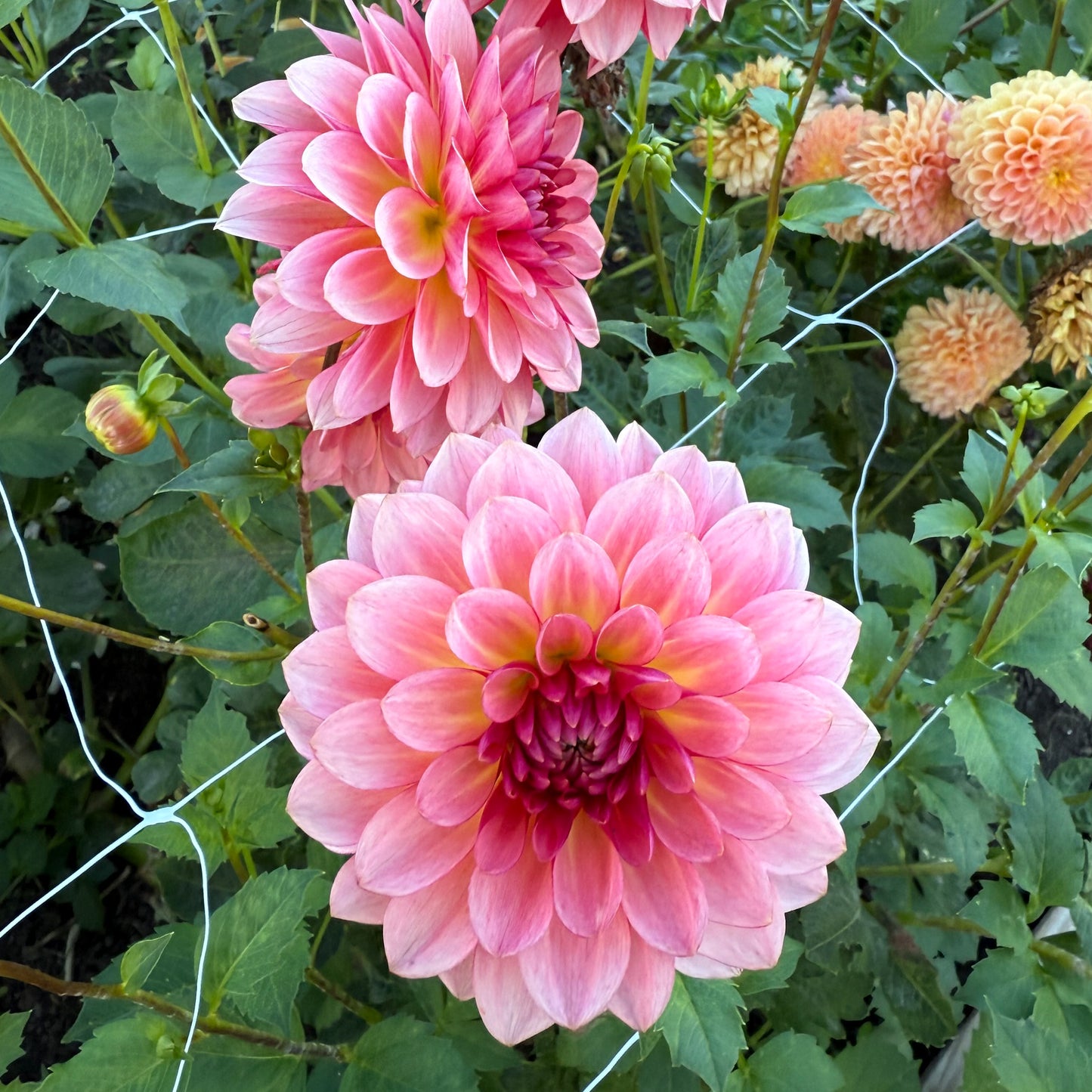 sweet valley flowers hillcrest suffusion dahlia pink and coral flower with light pink tips langley bc