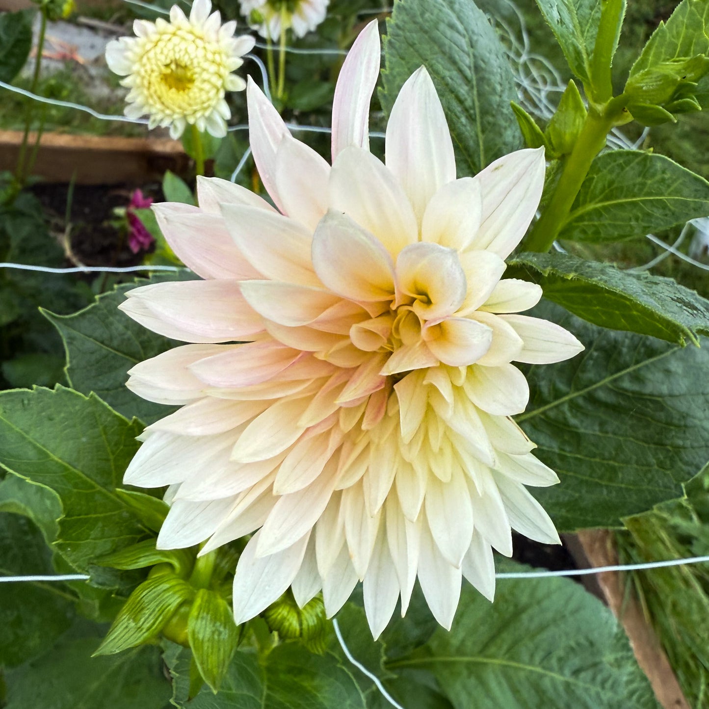 sweet valley flowers dahlia jolene cream coloured flower with pointed petals langley bc
