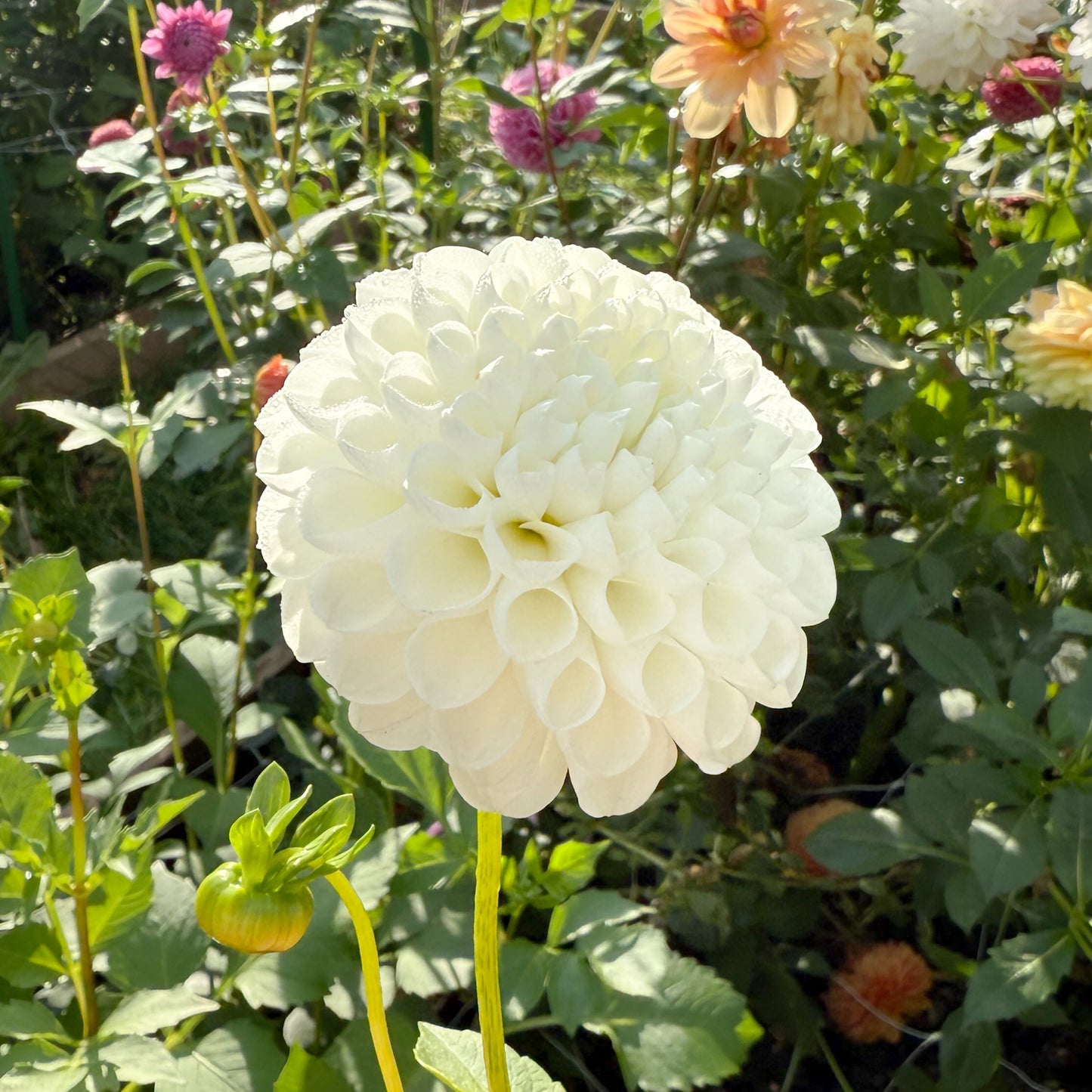 sweet valley flowers l'ancresse dahlia white ball flower langley bc