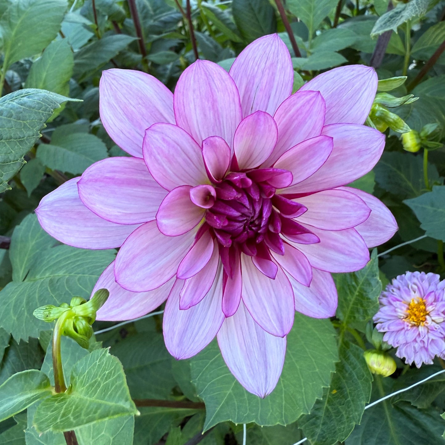 sweet valley flowers purple dahlia lauren michelle langley bc