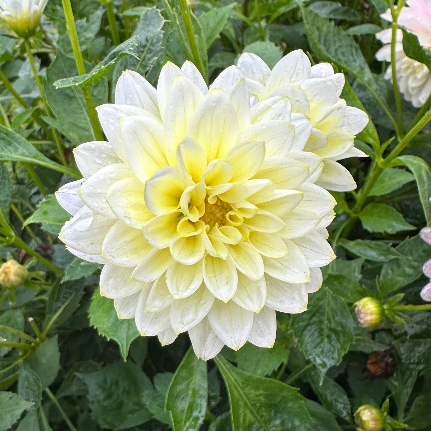 Dahlia Lemon Drop