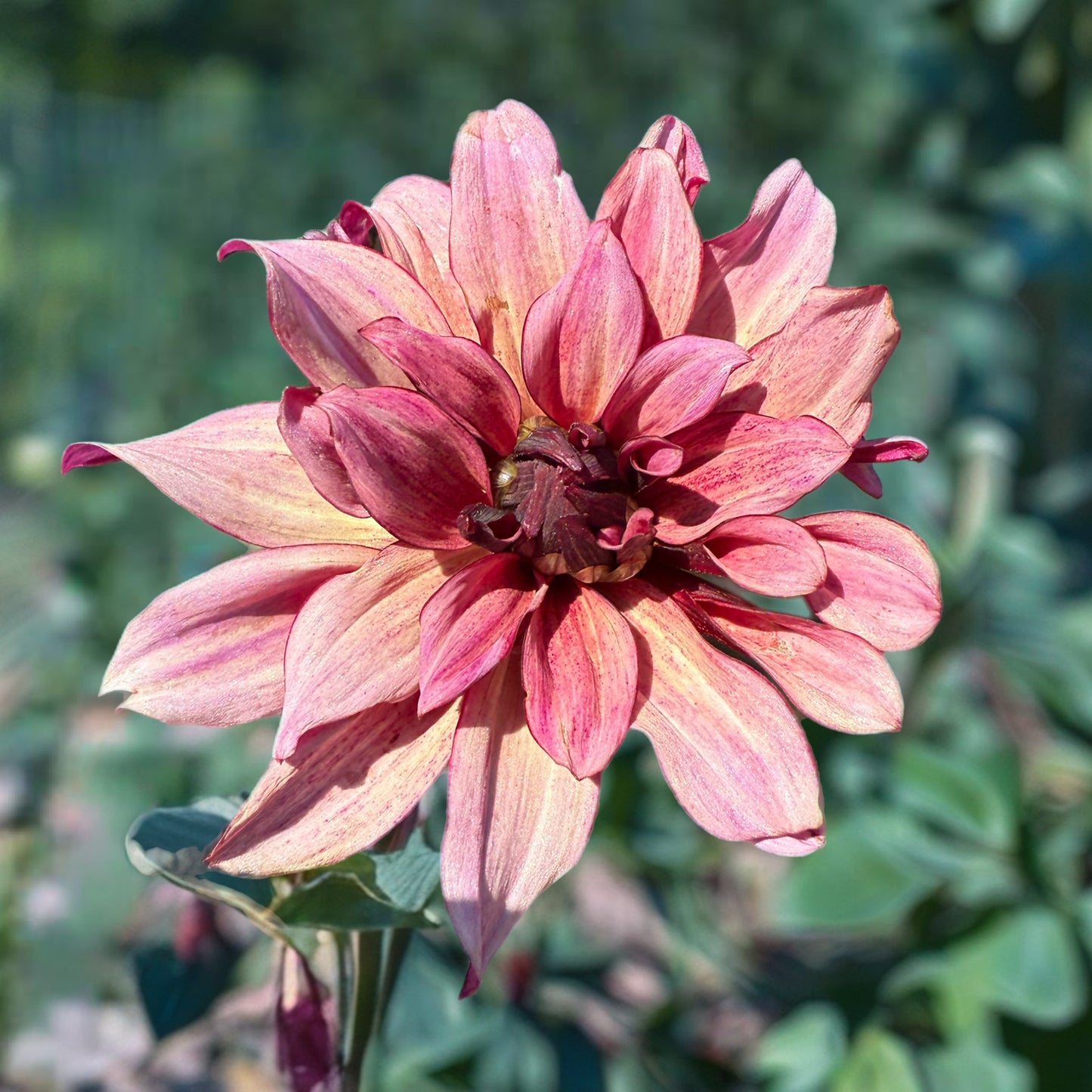 sweet valley flowers night silence dahlia dusty pink flower with dark centre langley bc