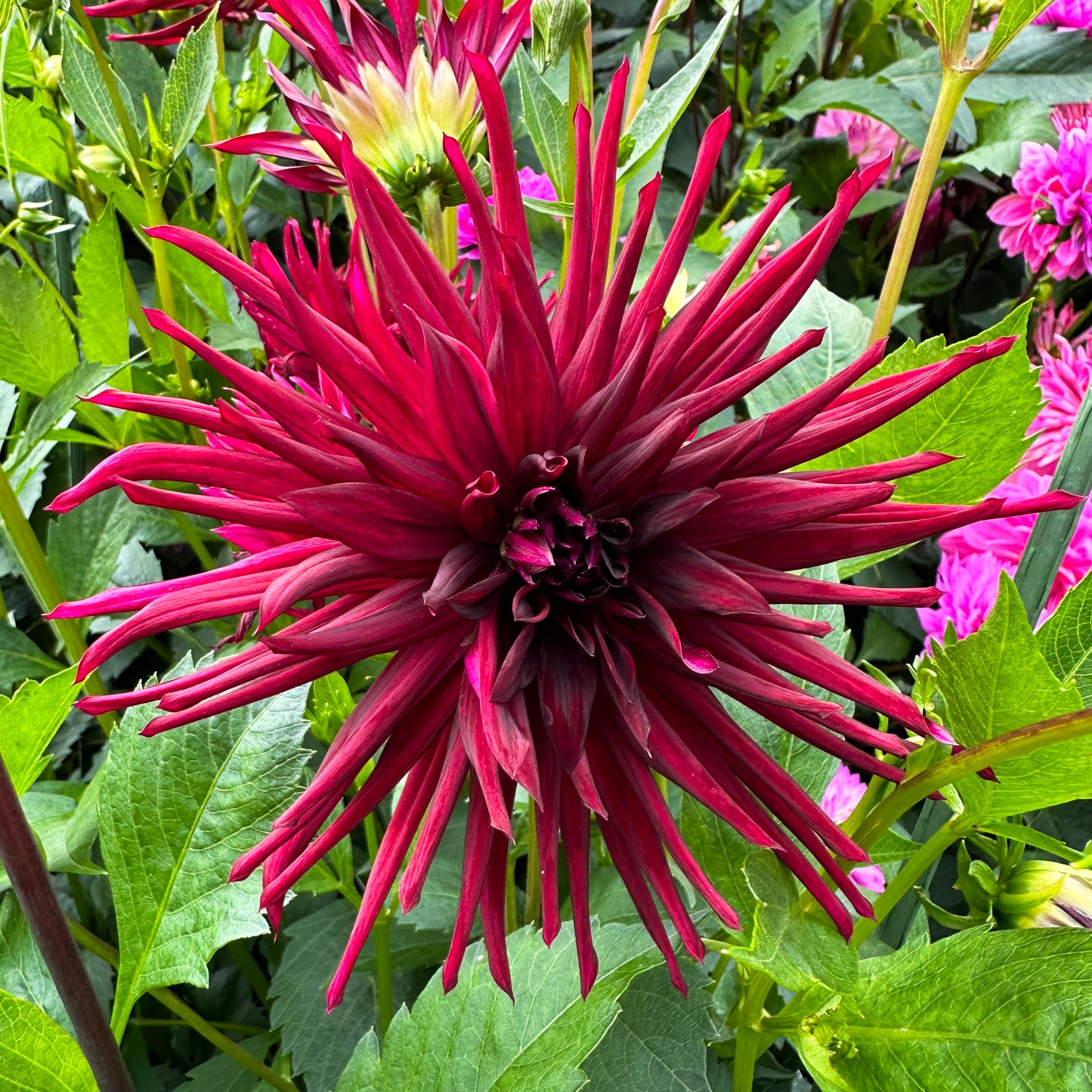 Dahlia Nuit D'Ete (summer nights)