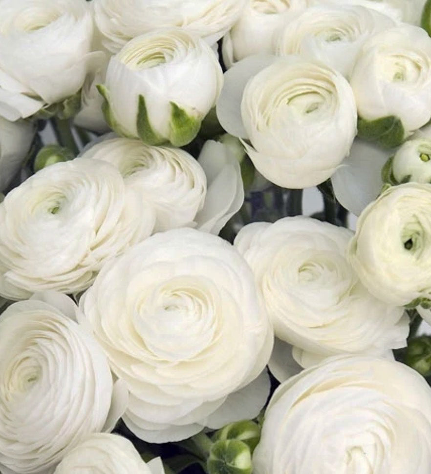 Ranunculus Amandine White Corms