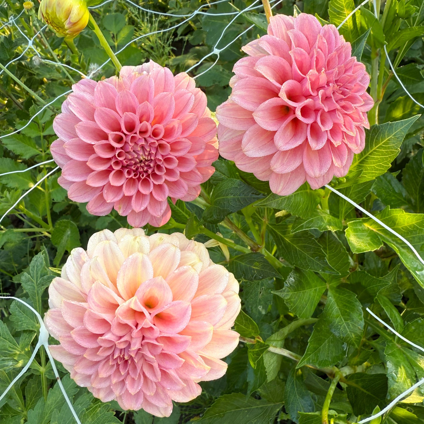sweet valley flowers rock run ashley three soft pink dahlia flowers langley bc