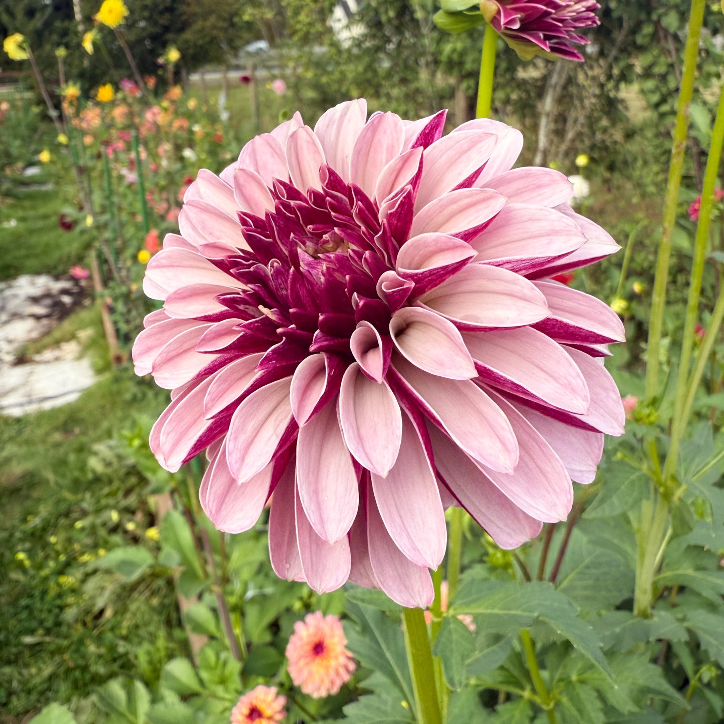 sweet valley flowers langley flowers purple dahlia salish twilight girl