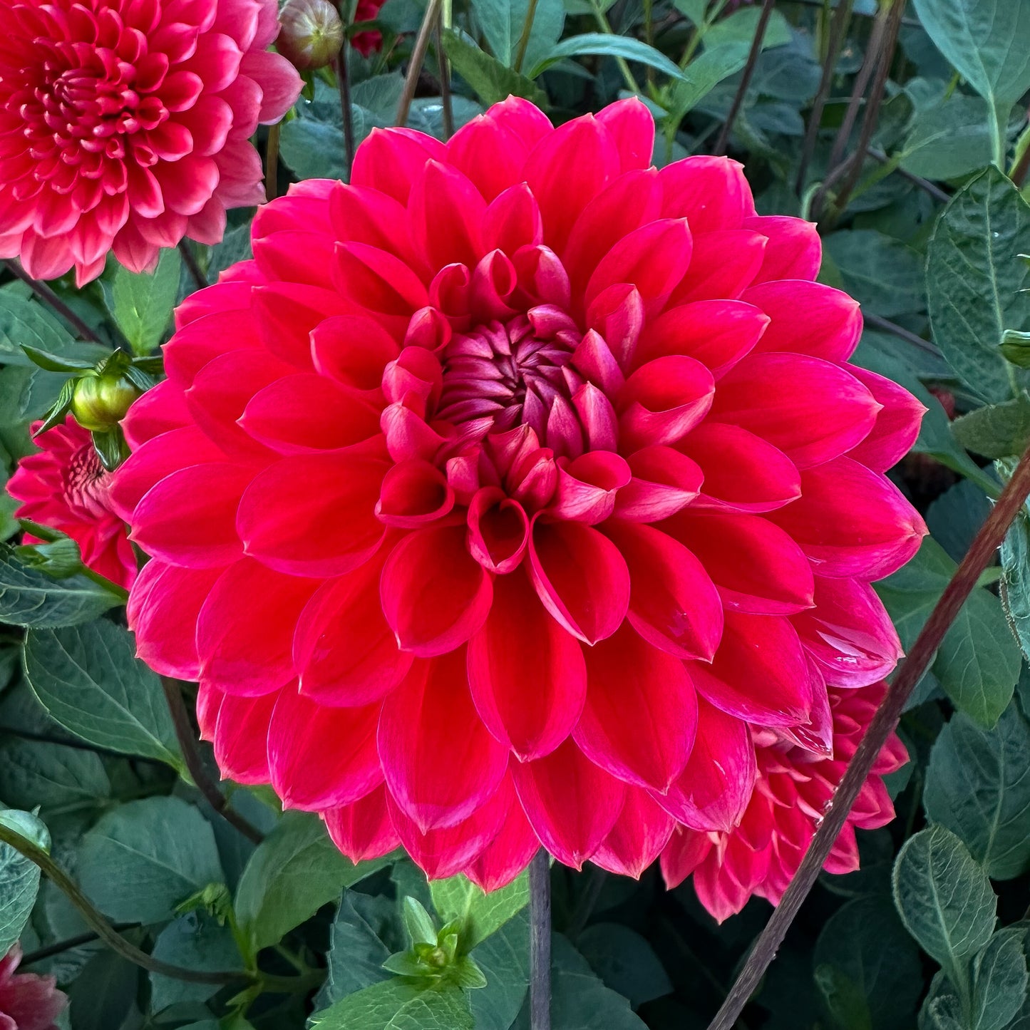 sweet valley flowers dahlia tempest tuber coral flower