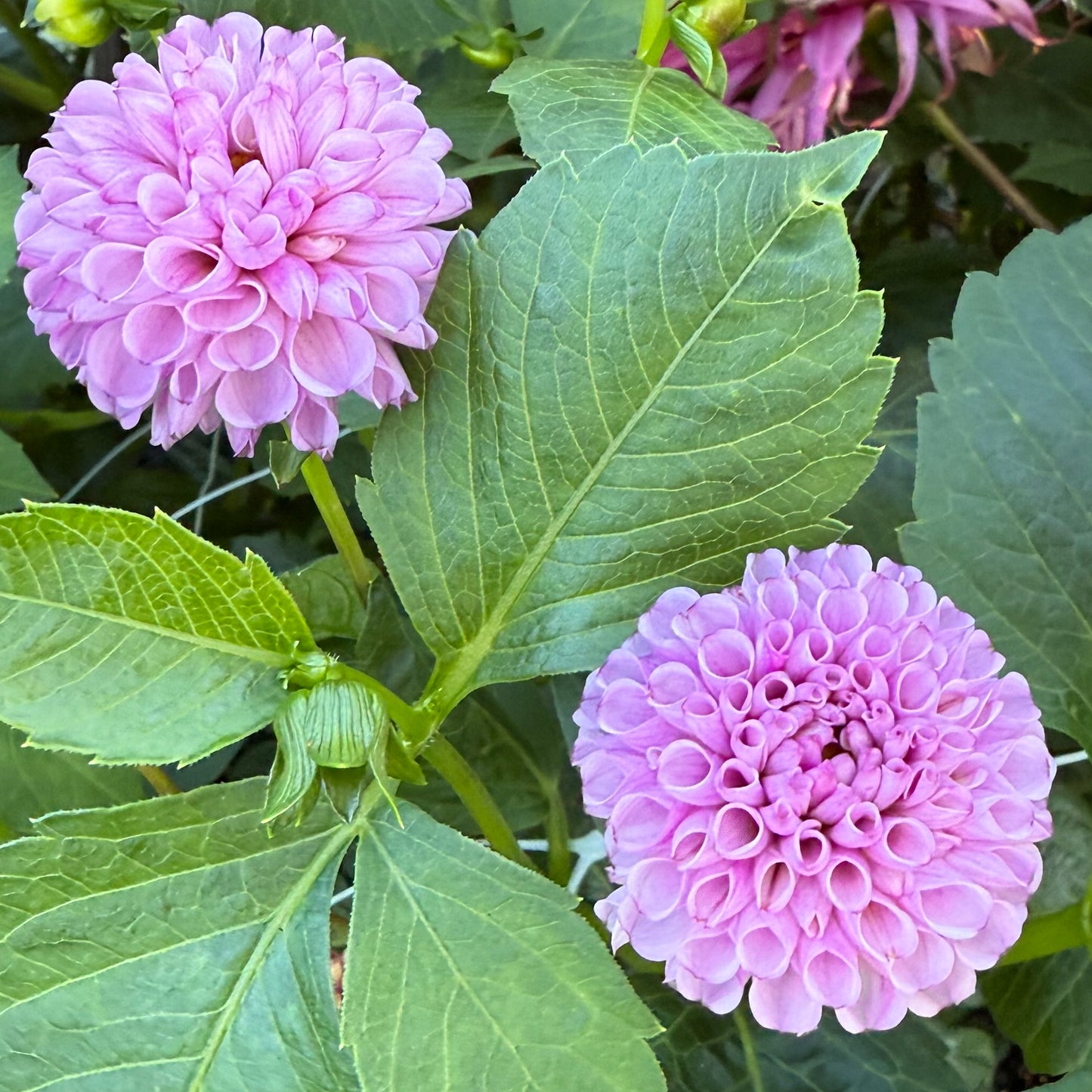 Sweet Valley Flowers Willo Borialis Dahlia small round purple flower langley bc