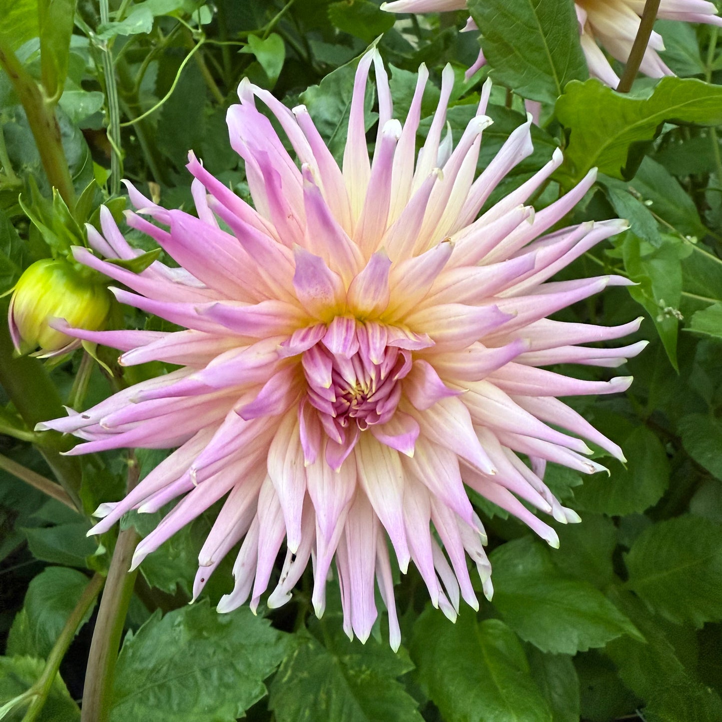 Sweet Valley Flowers wyns mauve mist dahlia light purple flower with long slim petals langley bc