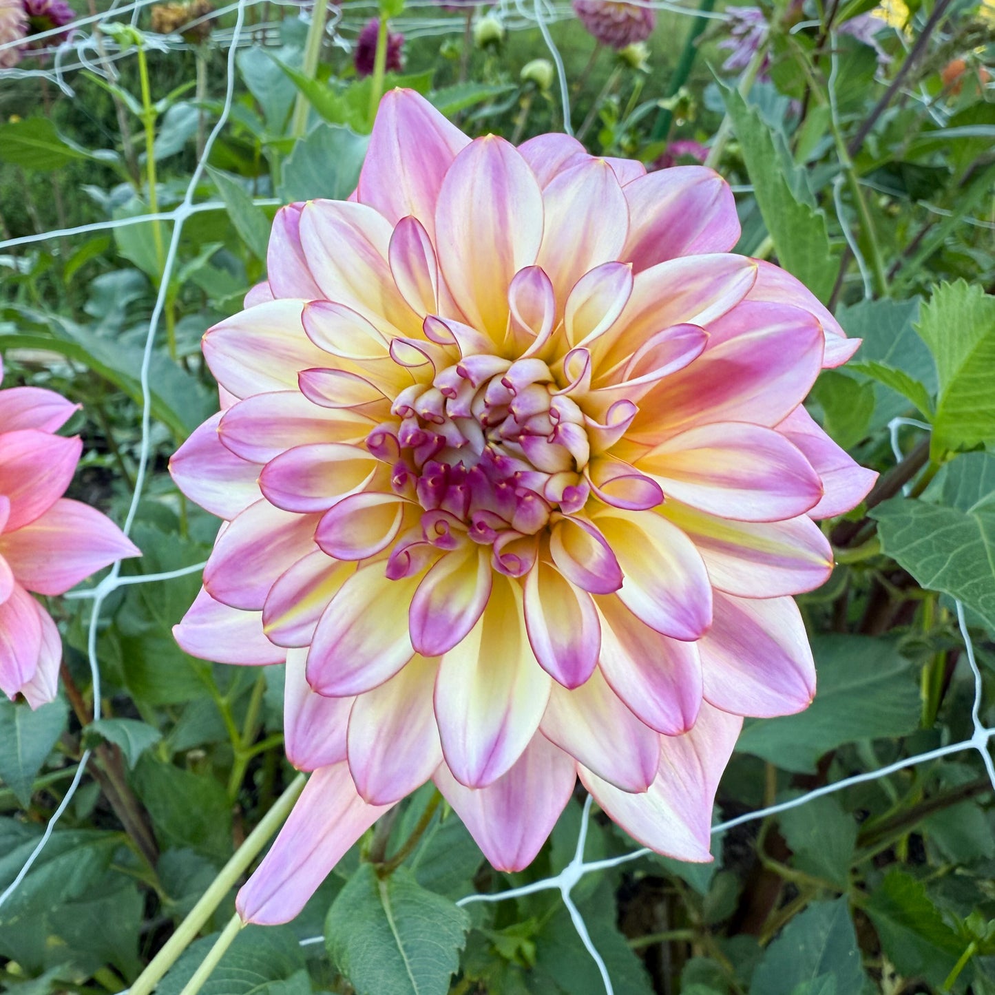 Sweet Valley Flowers Dahlia Zingaro Yellow purple flower langley bc