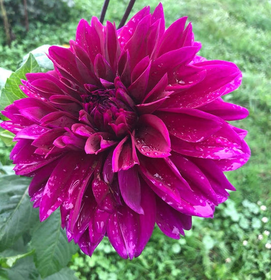 Dahlia Thomas Edison