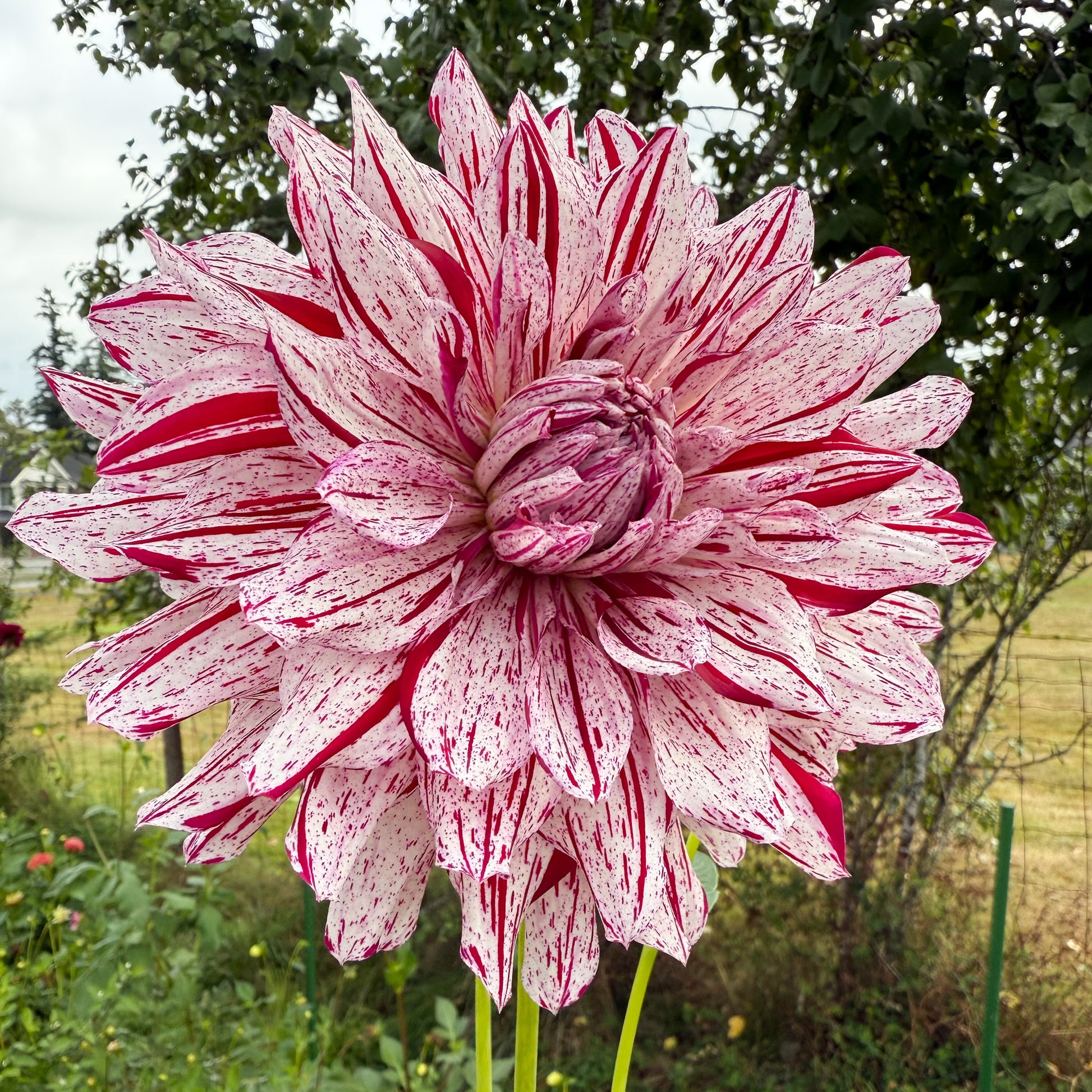 Sweet Valley Flowers AC Paint Dahlia White and red larged petaled flower langley bc