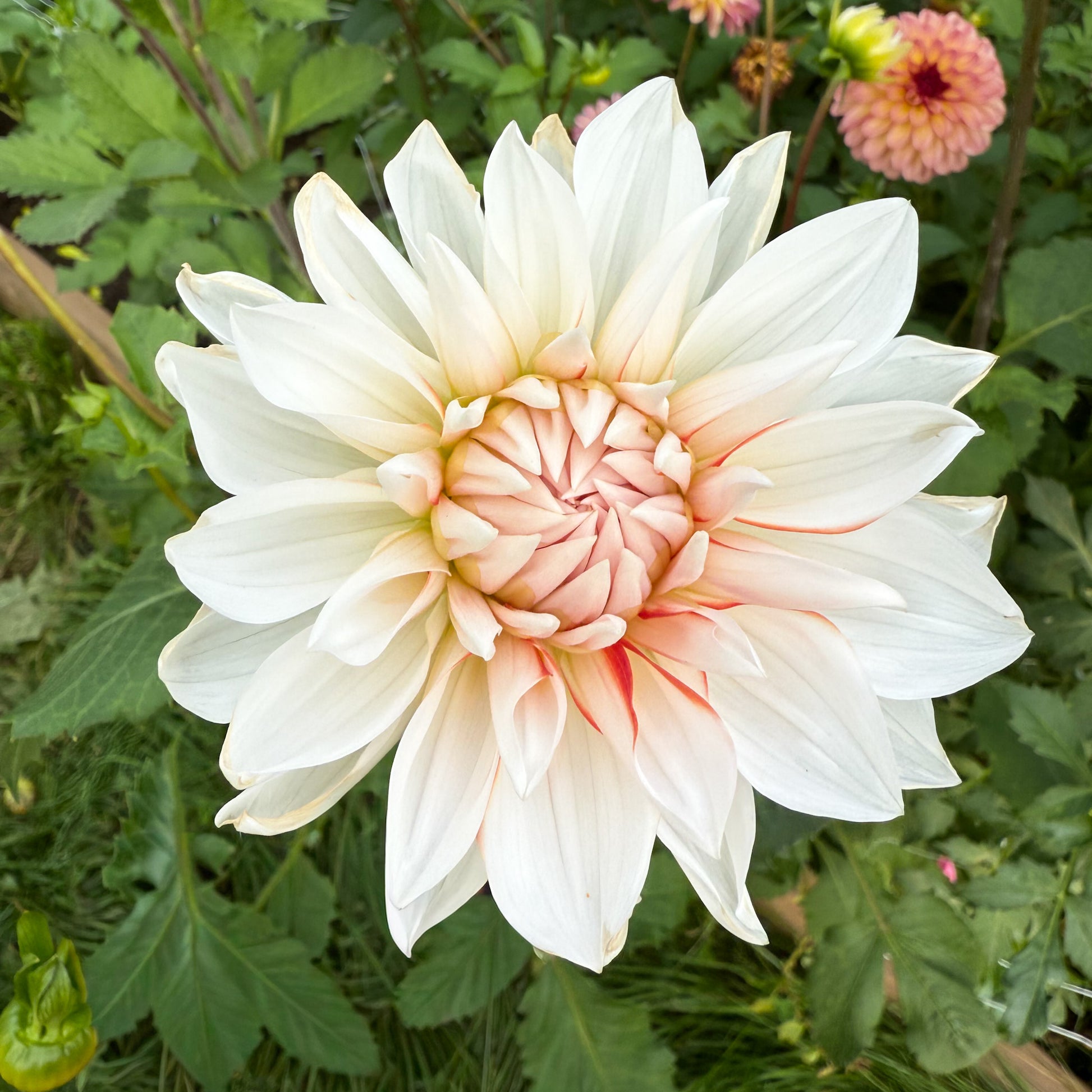 Sweet Valley Flowers AC sandra J white dahlia flower with coral accents langley bc