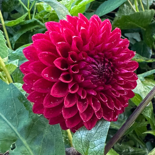 Dahlia Barbarry Showcase