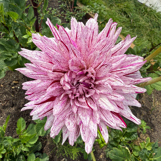 Sweet Valley Flowers Blackberry ripple purple and white dahlia langley bc 