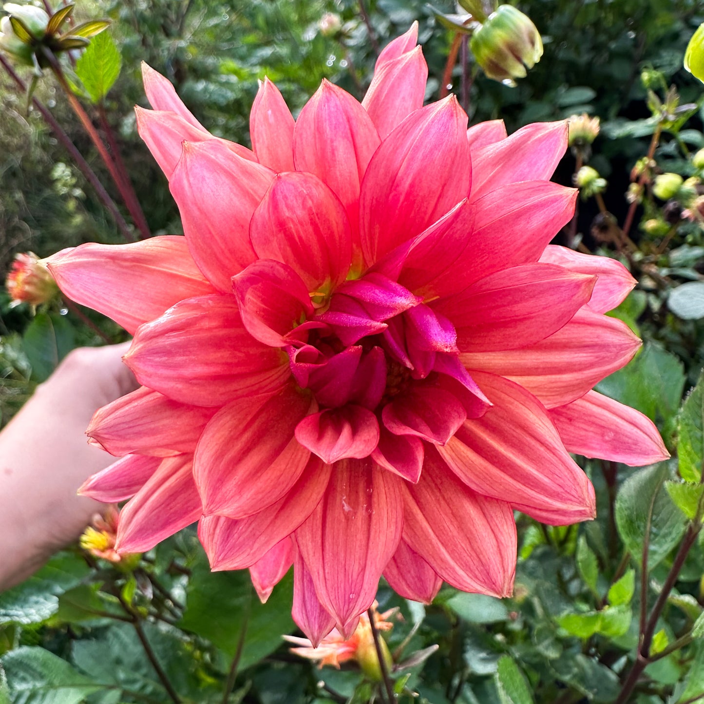 Dahlia Sonic Bloom