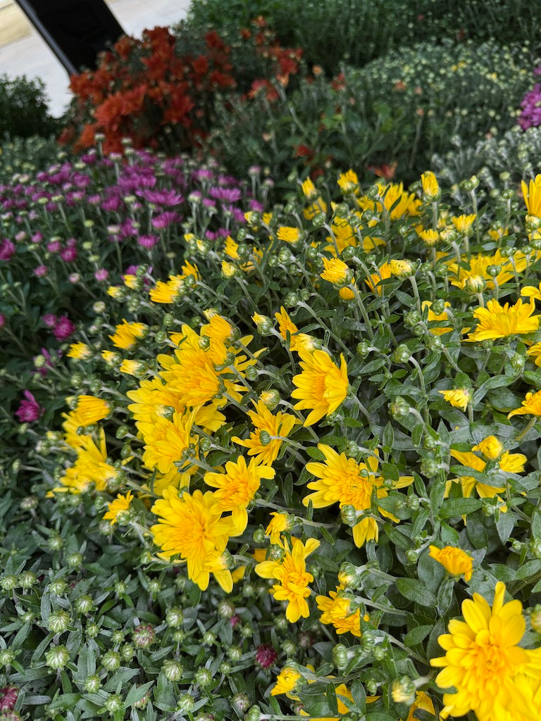 Potted Mums