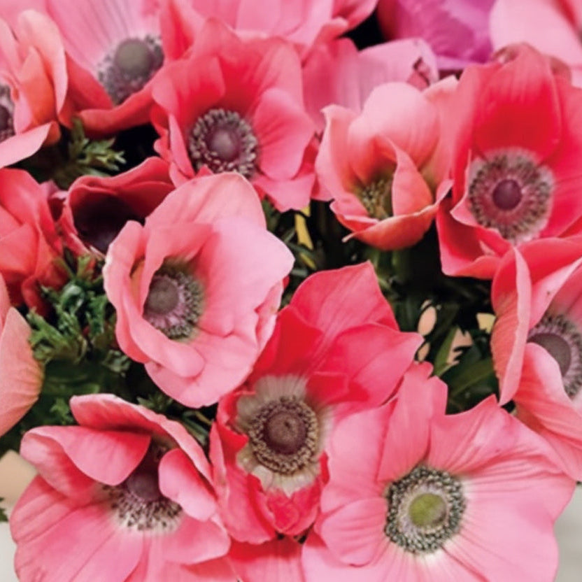 sweet valley flowers rainbow barbie anemone corms bright pink anemone flowers