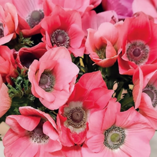 sweet valley flowers rainbow barbie anemone corms bright pink anemone flowers