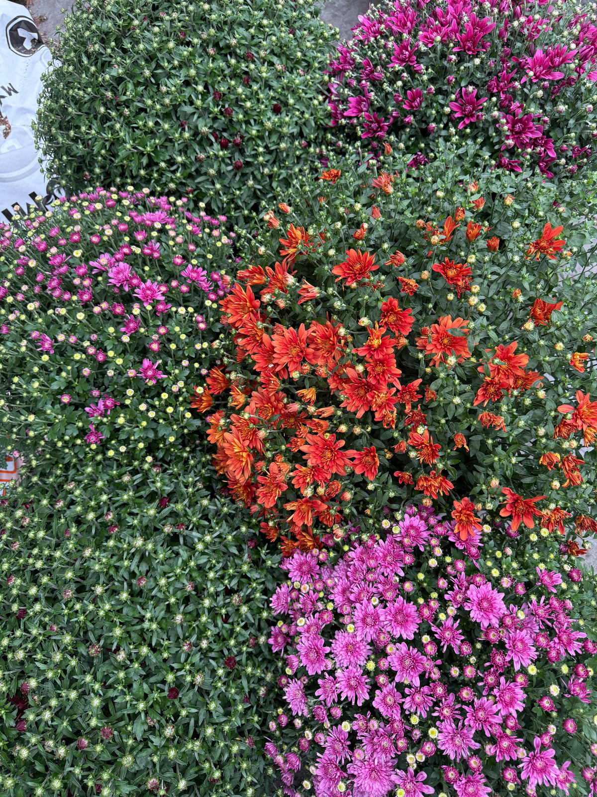 Potted Mums