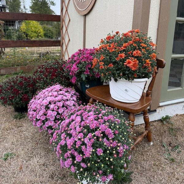 local potted mums langley bc sweet valley flowers 