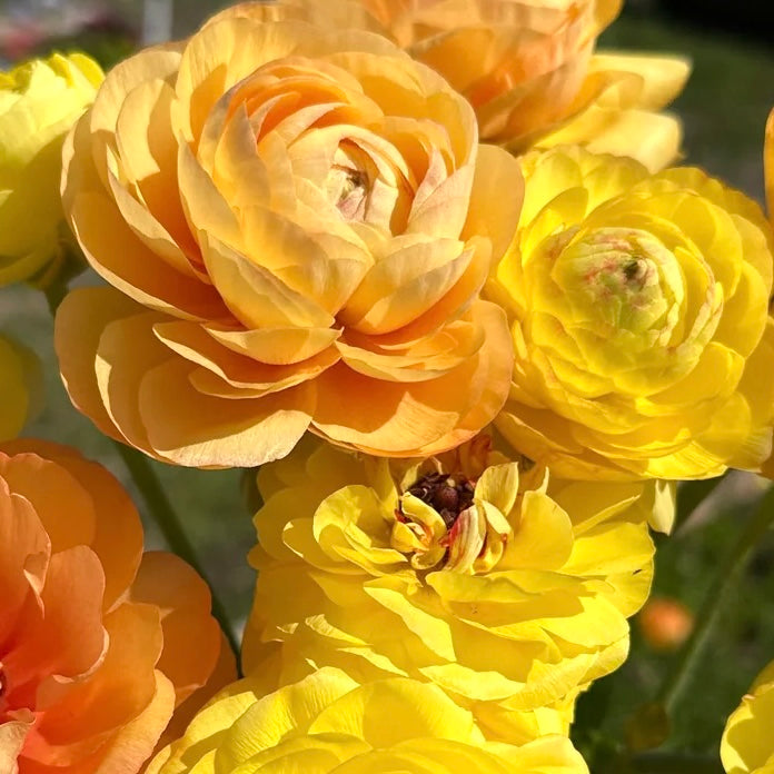 Ranunculus Amandine Pastel Lemon Corms