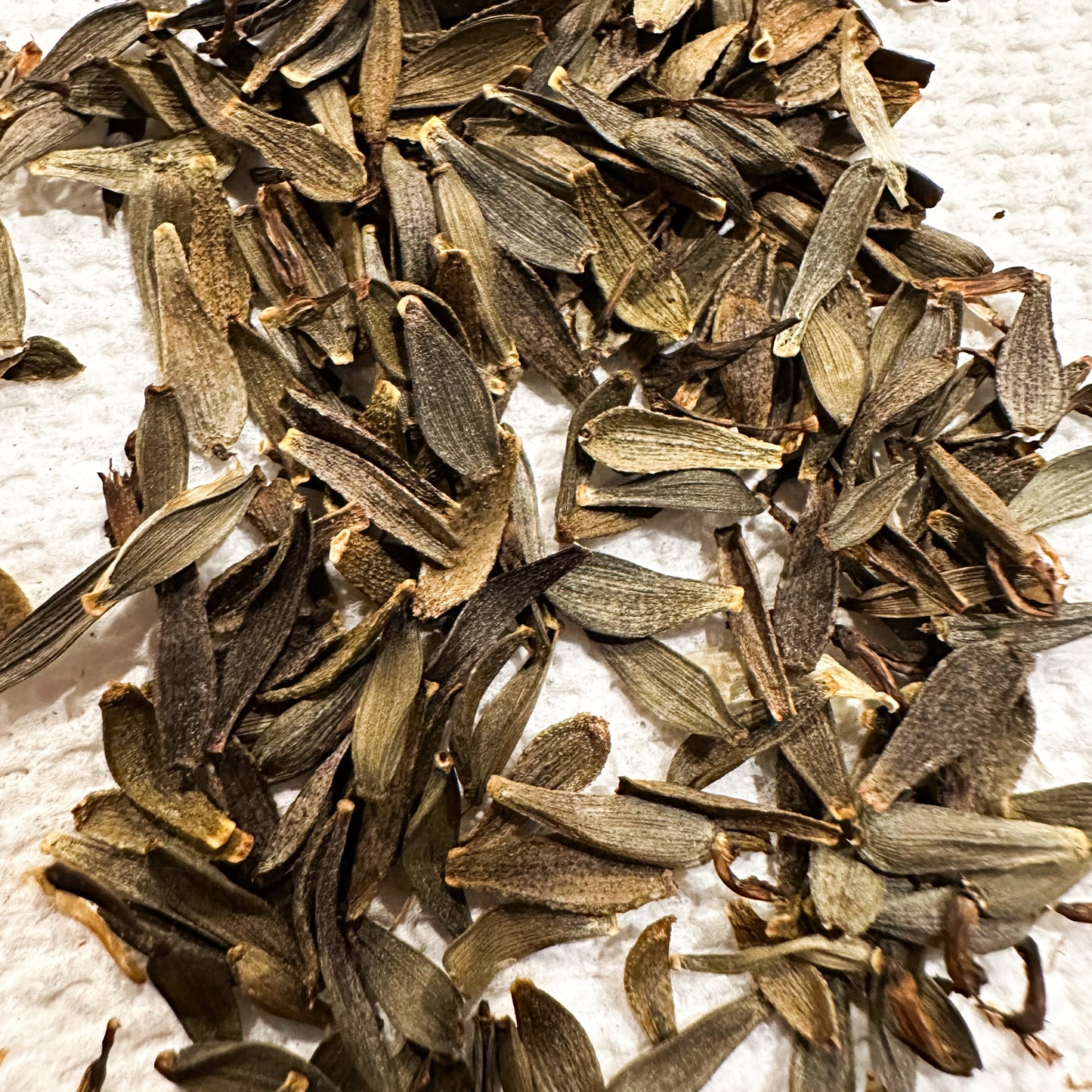 Dahlia Seed Pack