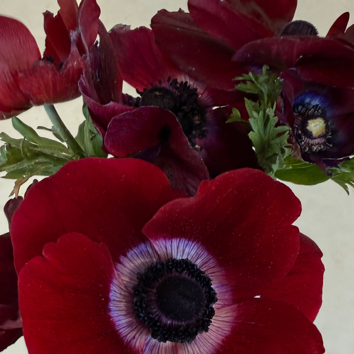 sweet valley flowers bordeaux anemone corms langley bc