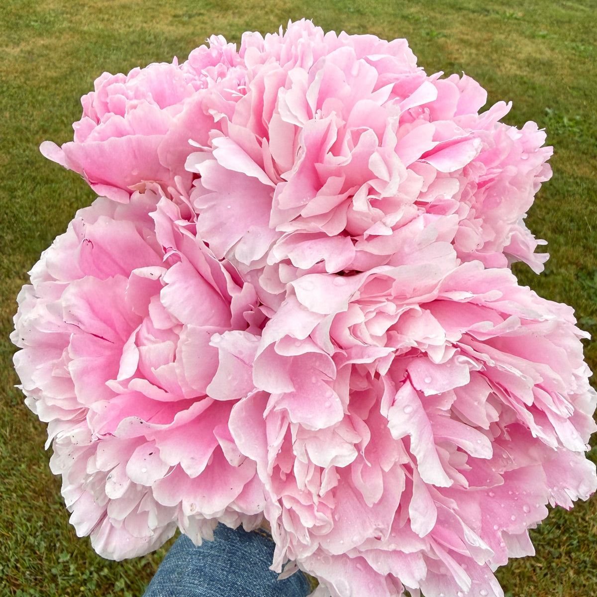 sweet valley flowers sarah bernhardt peony pink peony flower 