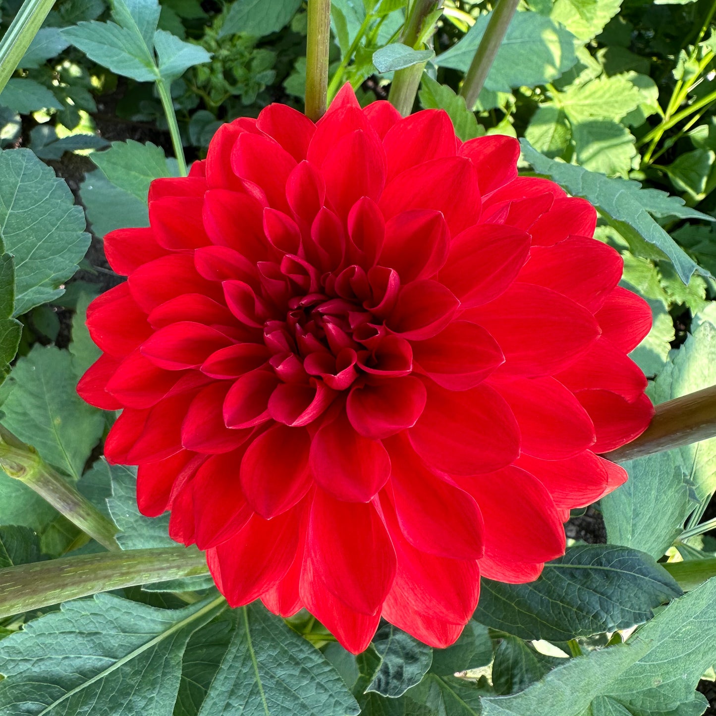 Dahlia Audrey Grace