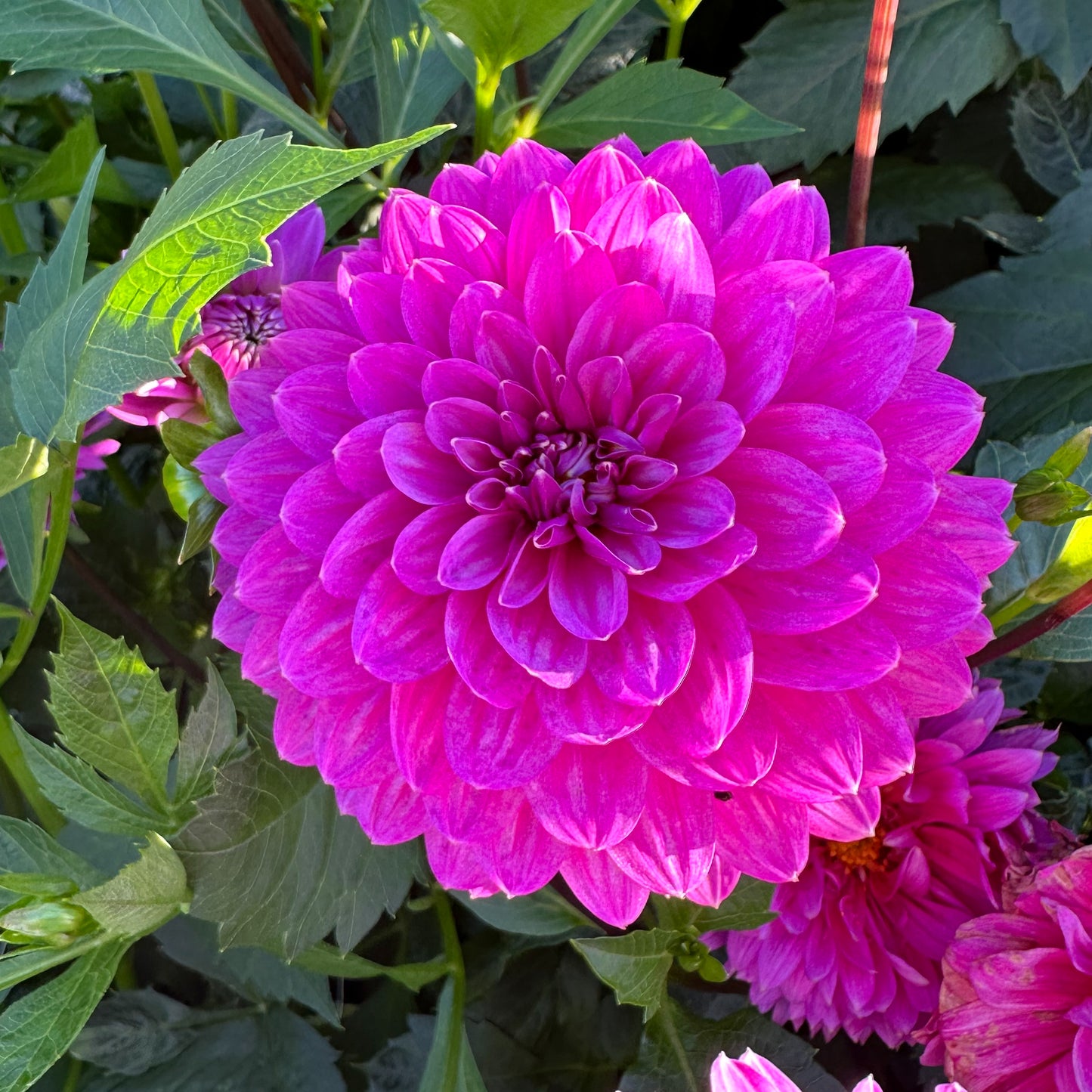 Dahlia Karma Lagoon