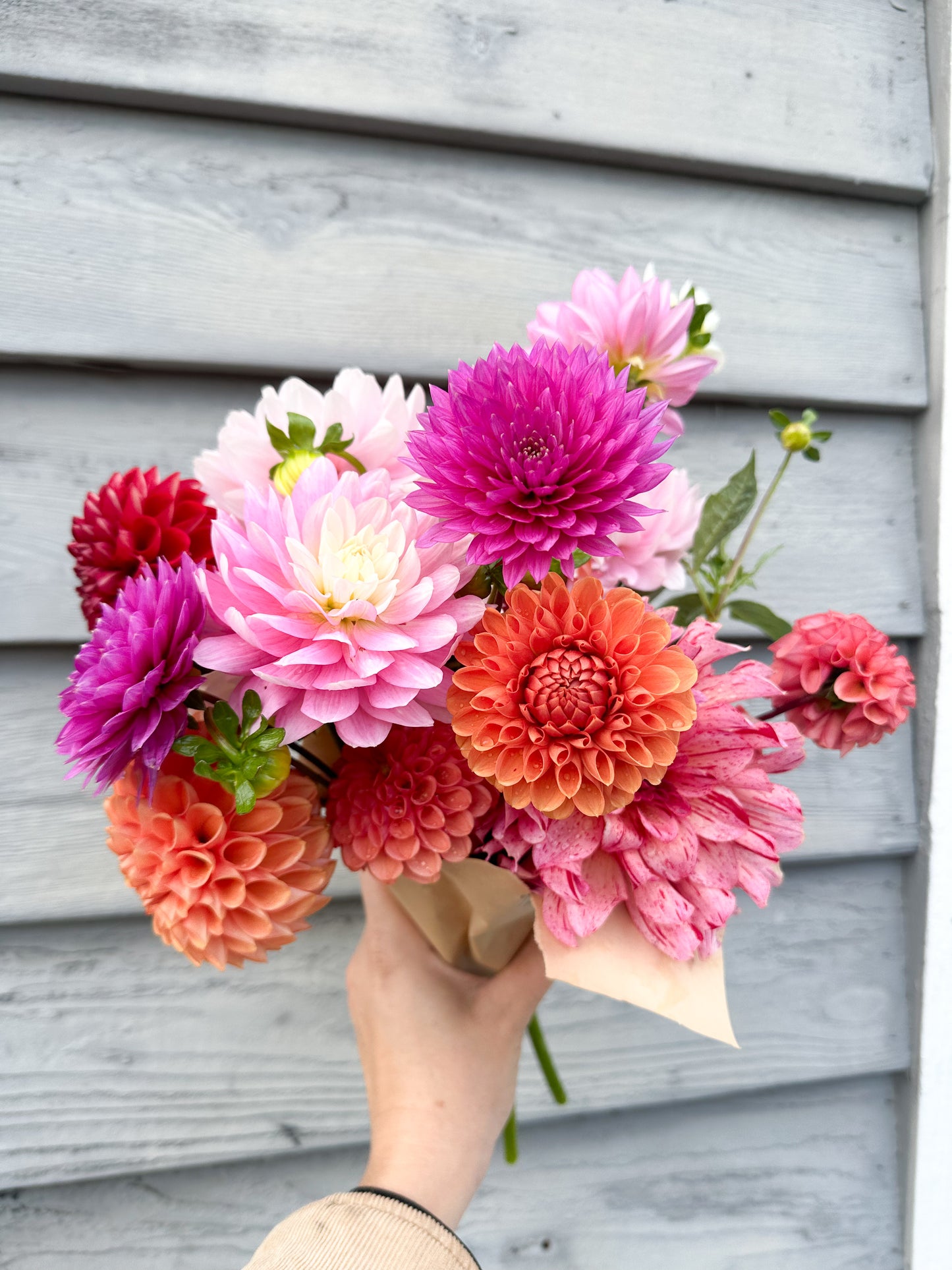 Dahlia Seed Pack