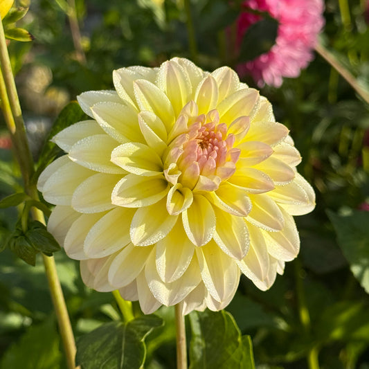 Dahlia Innocent Silence