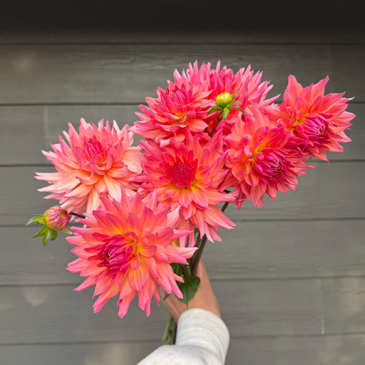 Bouquet of Sweet Valley flowers just peachy pink and yellow dahlias langley bc